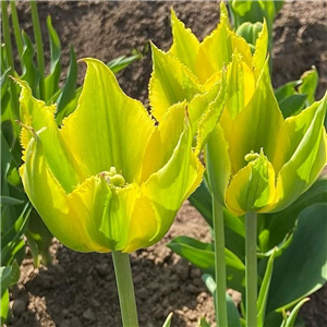 Tulip (Lily) Green Mile' Loose Per 10 Bulbs.